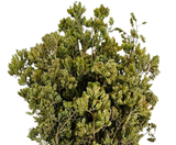Greek Oregano Bunches, 60g - Parthenon Foods